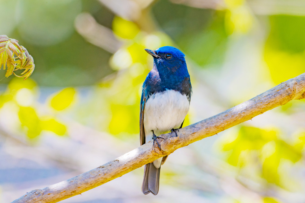 幸せの青い鳥 オオルリ