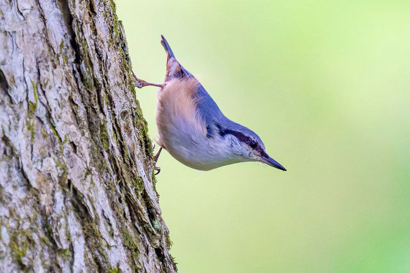 木の幹を下を向きながら降りることができる鳥はゴジュウカラだけ