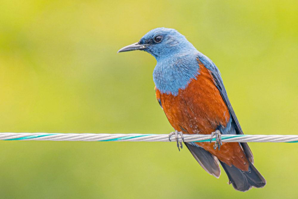 オスの成鳥。全身が青と赤のコントラストが美しい