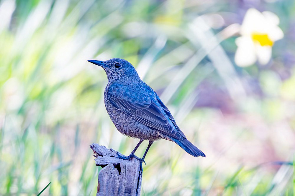 メスの成鳥。色味は地味だが表情が優しい