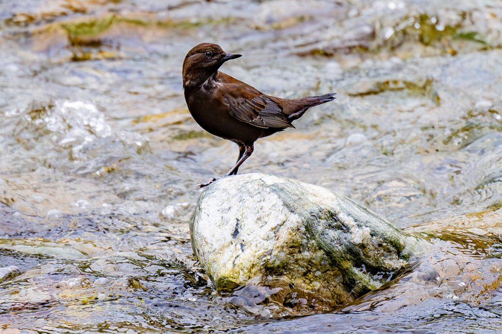 「ビィッ・ビィッ」と鳴きながら、腰を上下に振り岩の上を移動します