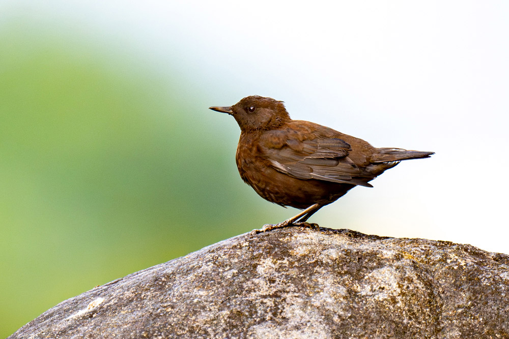 チョコレート色の褐色でコロンとした丸いフォルムが可愛らしい