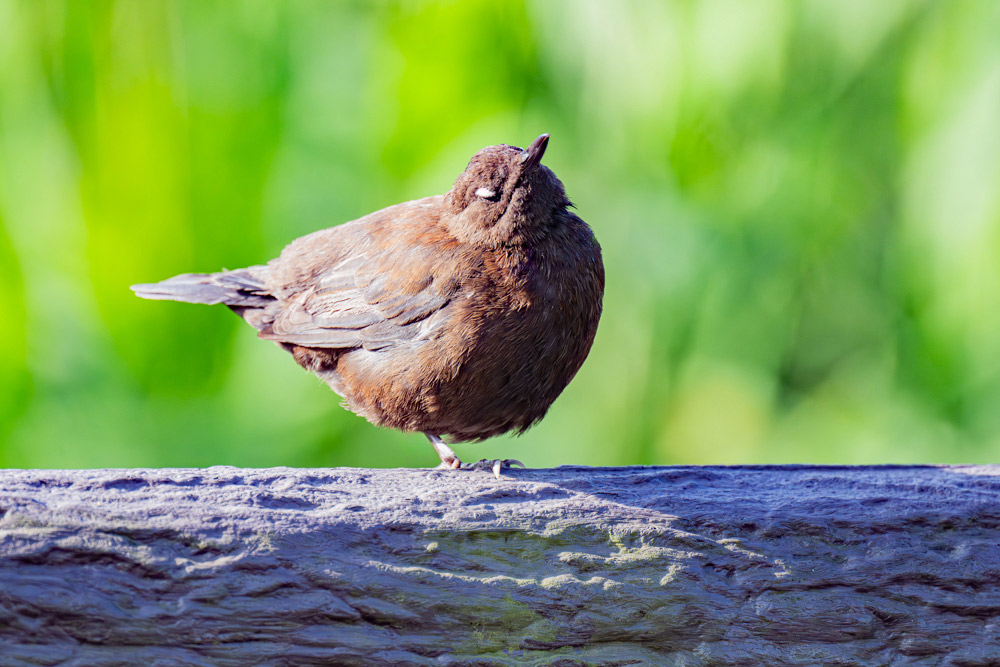 水中で目を保護するための白い瞬膜が見えると悪者顔になります