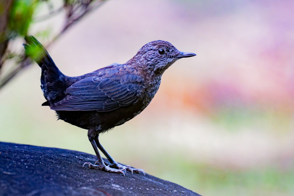 幼鳥は顔から身体下面に鱗のような模様があります