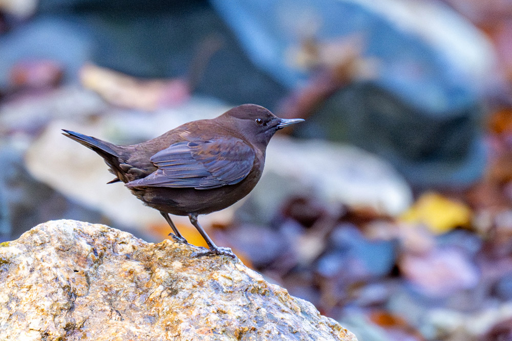 清流の素潜り上手 カワガラス
