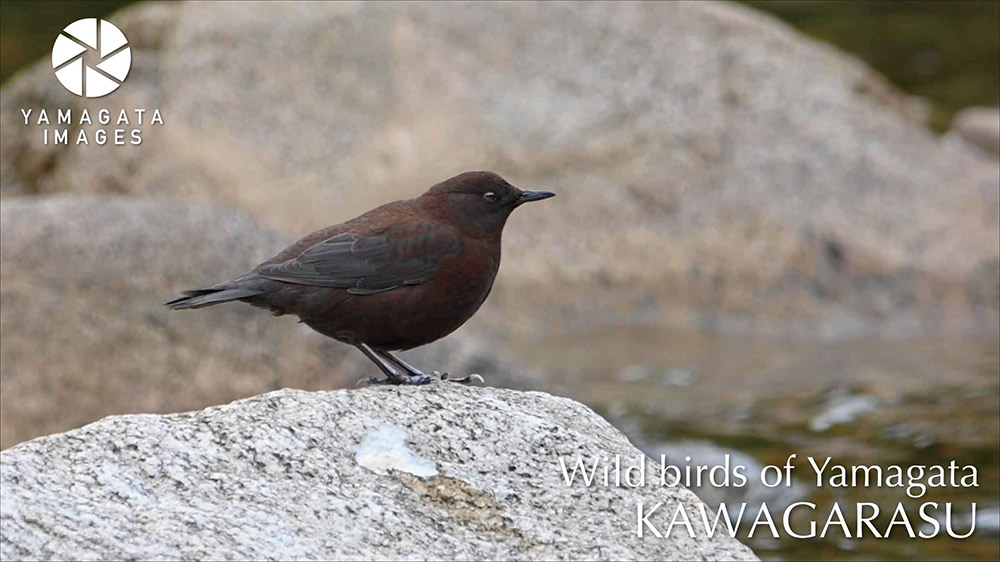 YAMAGATA IMAGES DRONE SHOT