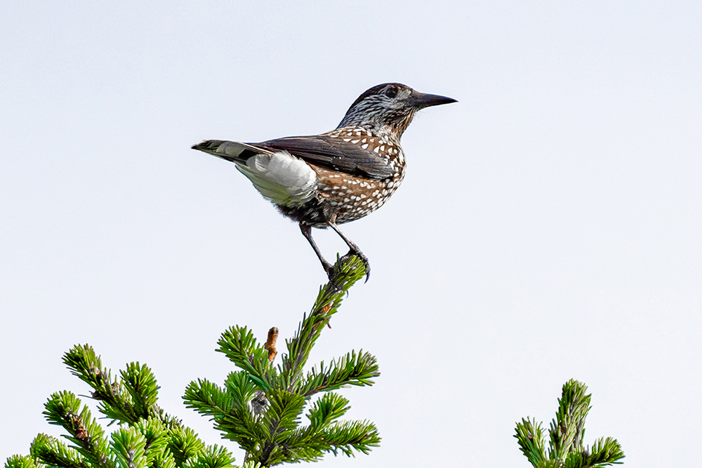 「ガァーガァー」と鳴き声が聞こえたら、近くの樹木の天辺を探してみよう