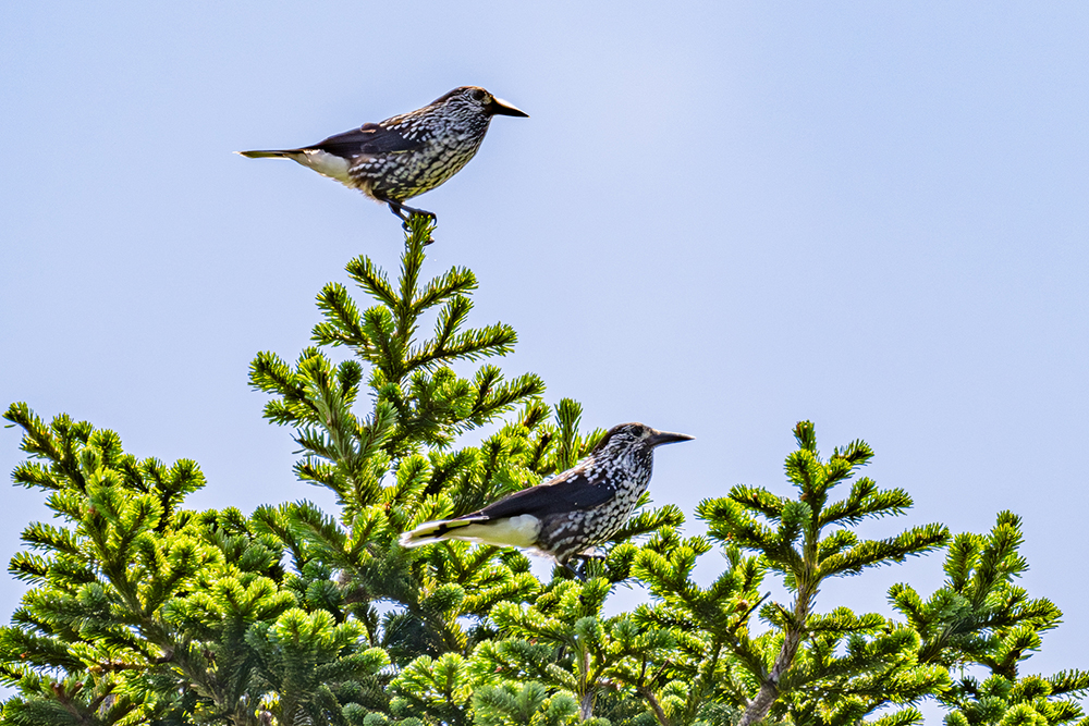 向かいの樹木のホシガラスのペアと鳴き合うホシガラスのペア
