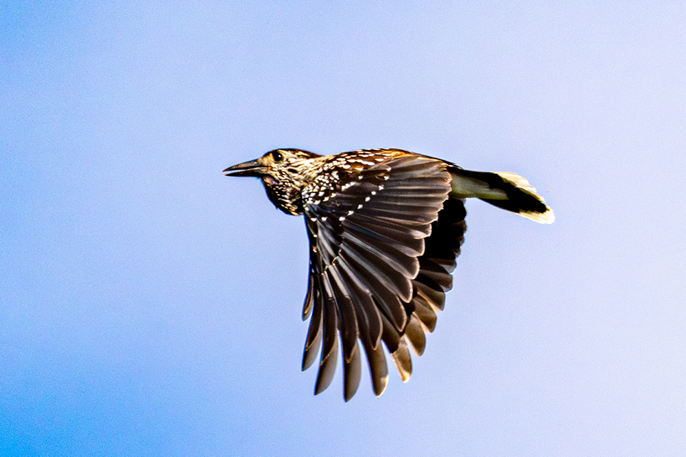 飛ぶと下尾筒と尾の先の白が目立つ。食物を溜め込んだ喉袋が膨らんでいる。