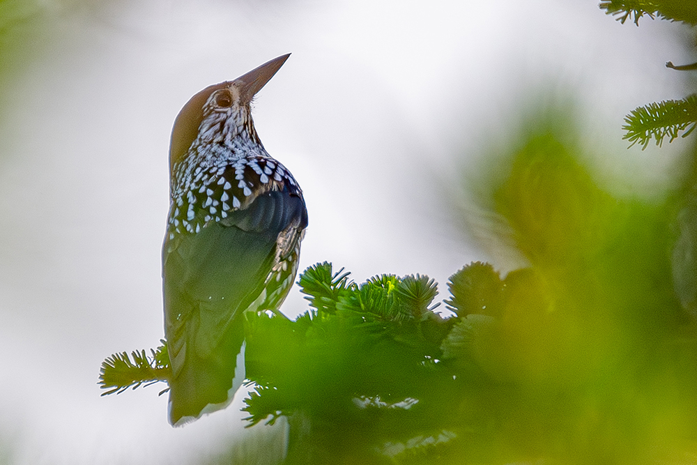 ハイマツ林に潜むホシガラス