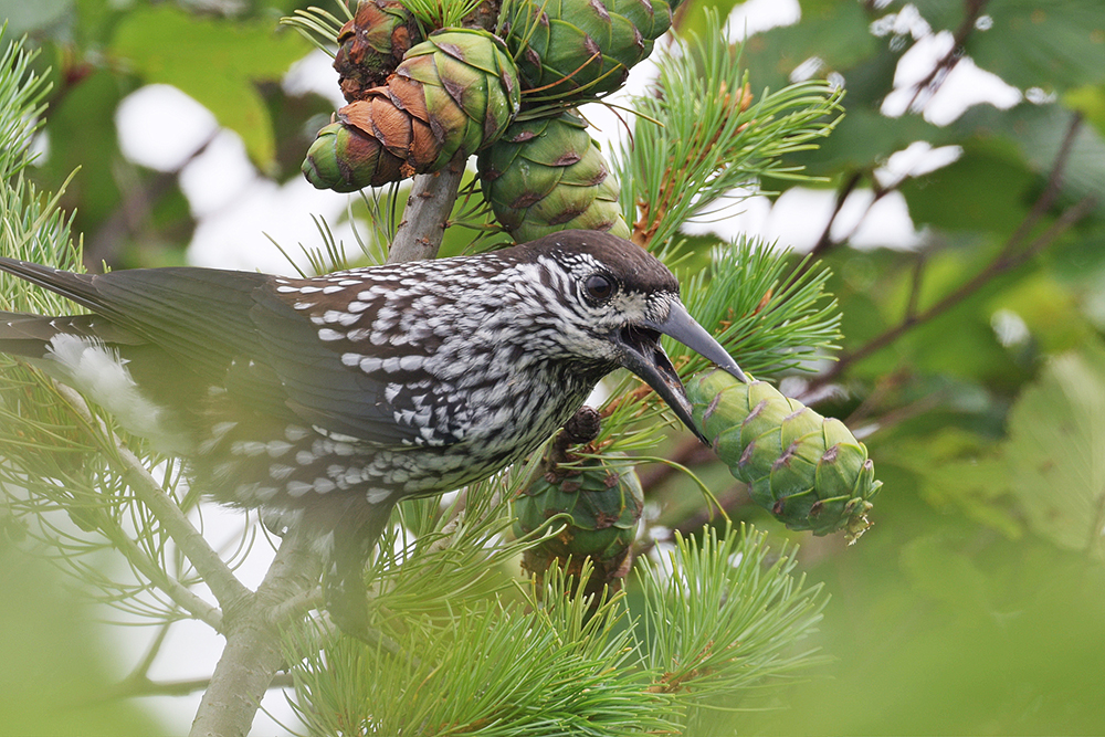 ハイマツの実の根本を何度もつつき、上手に外します