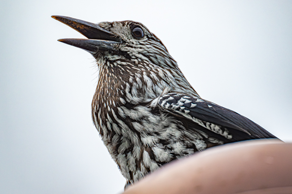 がっしりしていて鋭く尖った嘴は、ハイマツの実をつつき割るのに適しています