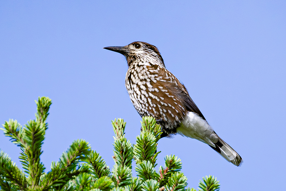 白い斑点を星空に見立てた ホシガラス