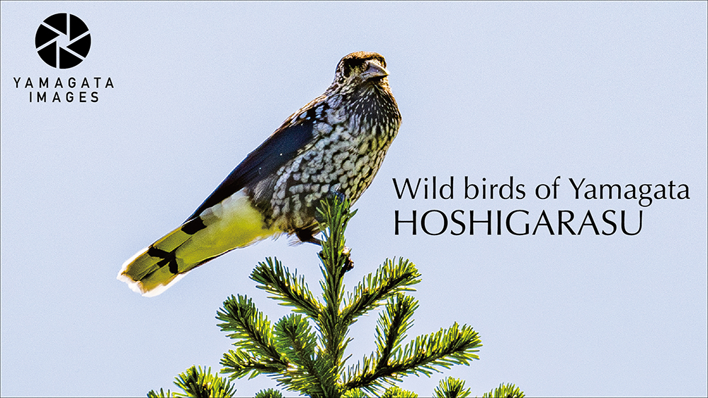 YAMAGATA IMAGES DRONE SHOT