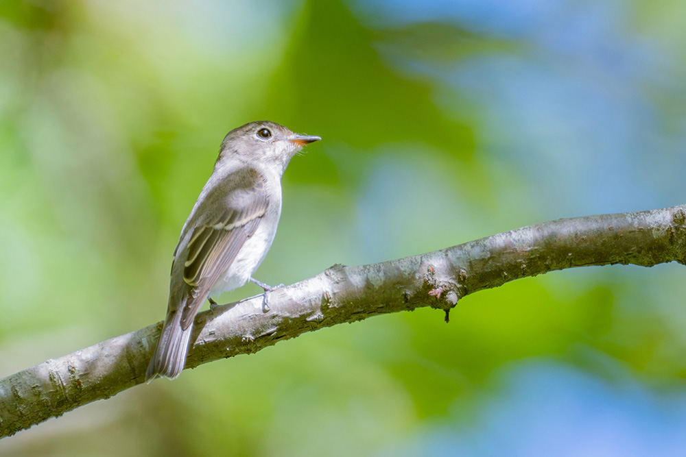 目立つところによく止まるので見つけやすい小鳥です。