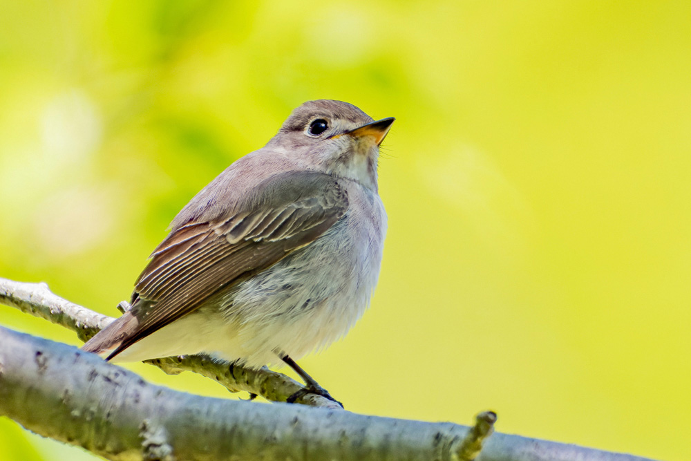 幅広の嘴の下部が黄色いのが特徴