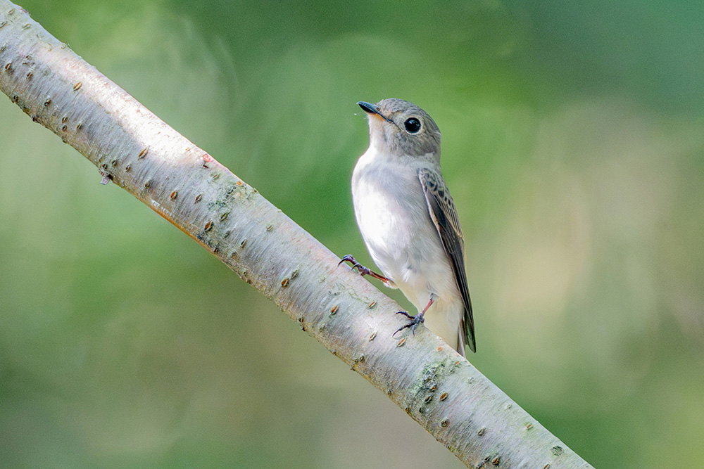 スズメよりも小さい小鳥