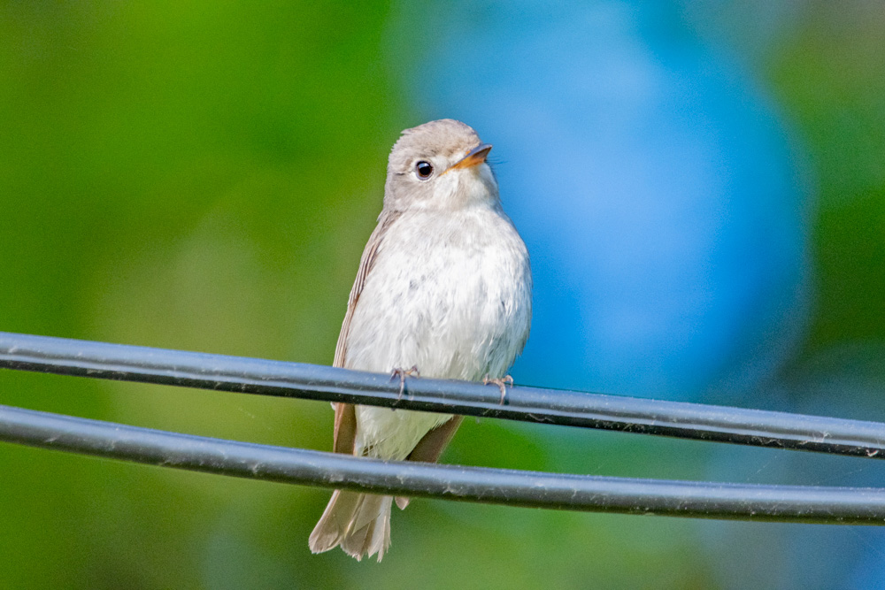 「チッ、ヂョ、チチチ、チョチュチュチュ」などと早口に鳴きます