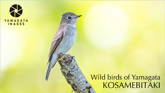 YAMAGATA IMAGES DRONE SHOT