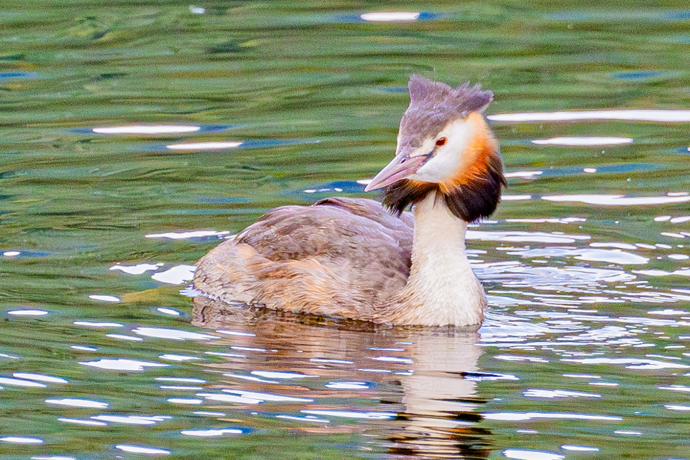 頭の冠羽と頬の飾り羽が特徴