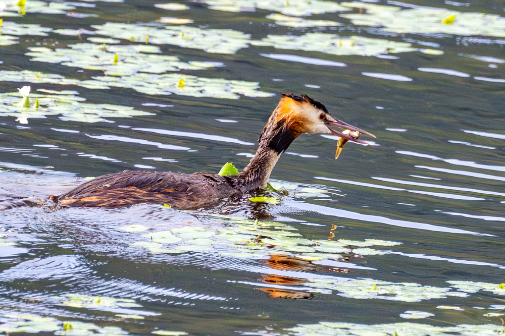 小魚を捕まえ、幼鳥のもとへ