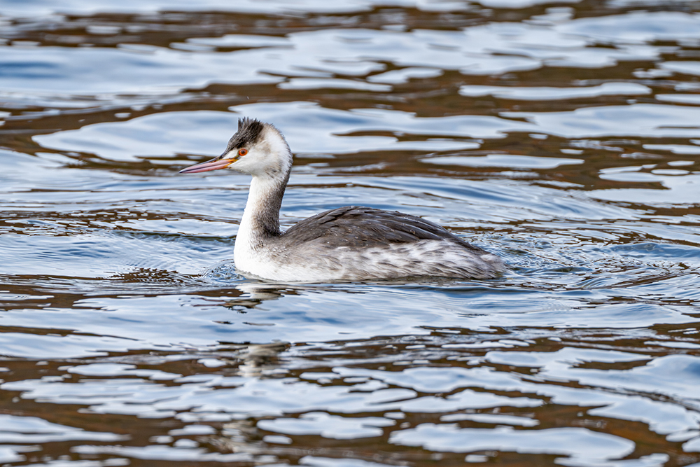 冬羽は、冠羽が小さく、飾り羽が無い