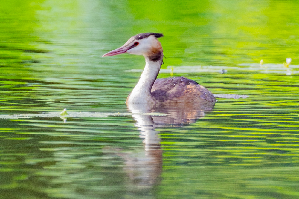 オシャレなヘアースタイル！ カンムリカイツブリ
