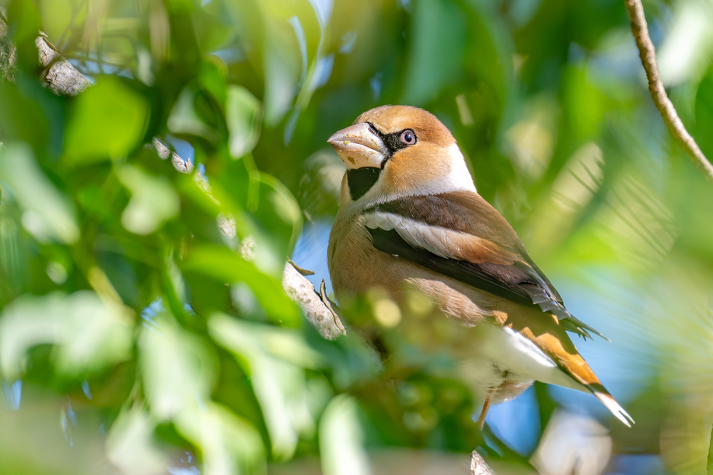 葉陰に隠れきっているつもりか？近づいても逃げない
