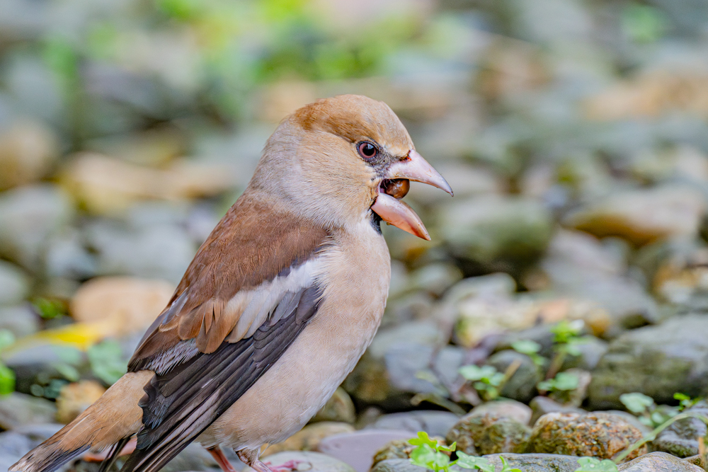 嘴の中で種子を回して、嘴の付け根で割って食べます