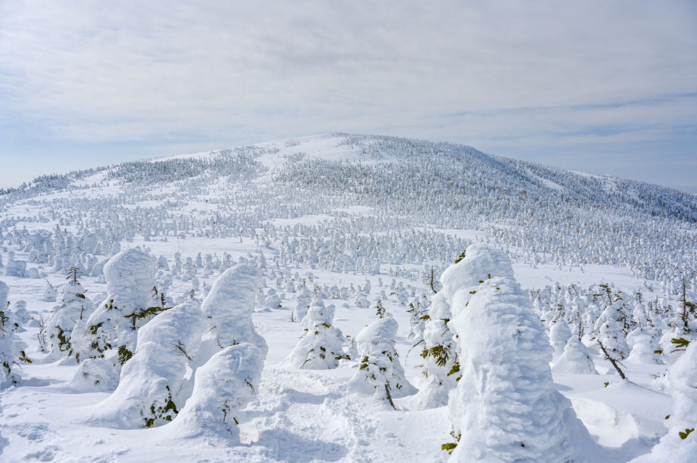 アオモリトドマツの森を縫うように西吾妻山へ向かう