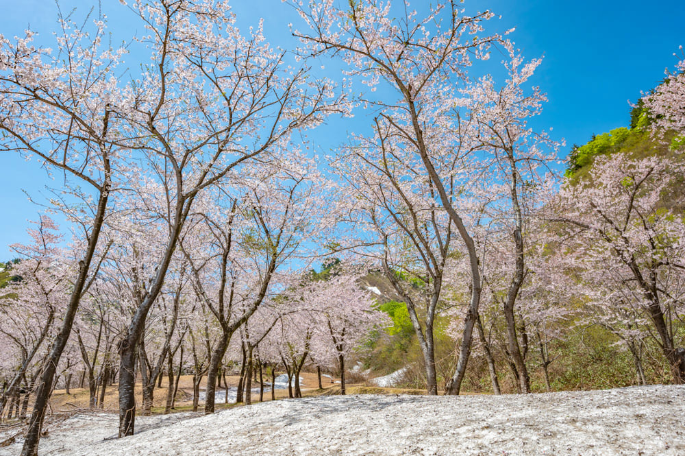 豪雪地帯に春を告げる「残雪桜」