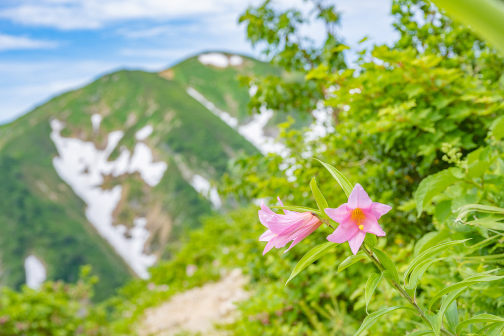 大朝日岳「ヒメサユリの花回廊」