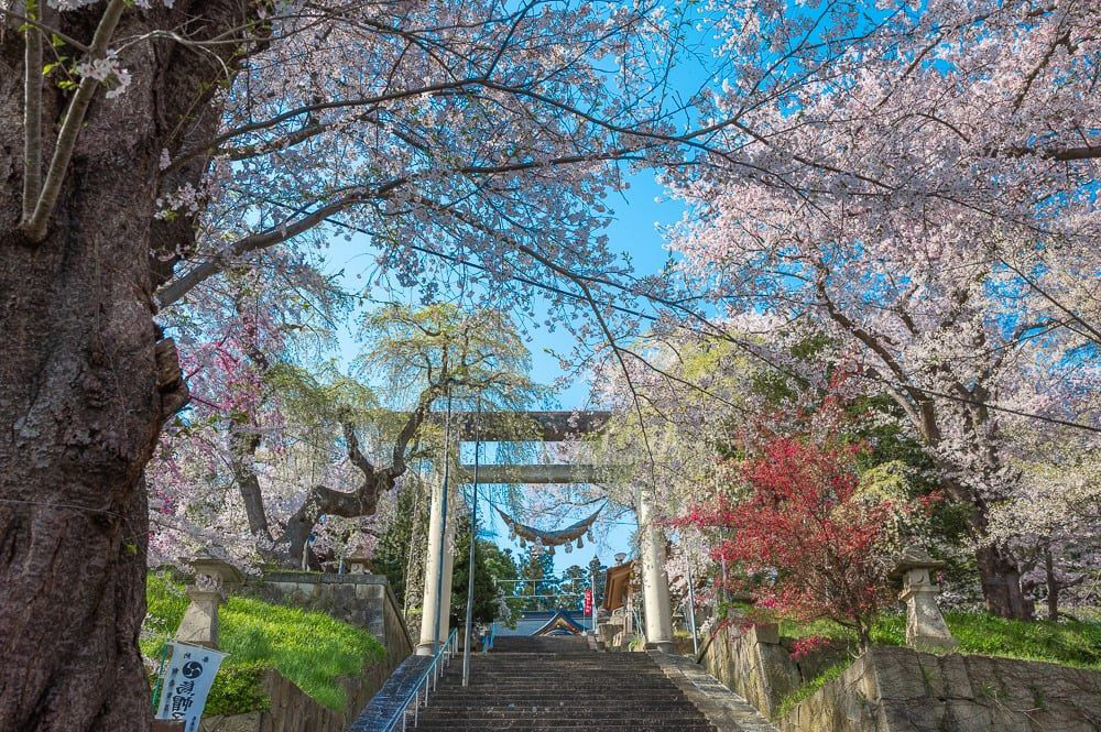 烏帽子山公園千本桜（南陽市）日本さくら名所100選