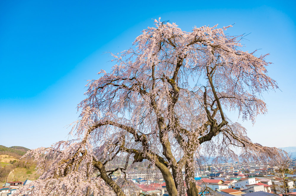 双松公園・眺陽桜（南陽市）樹齢約150年のしだれ