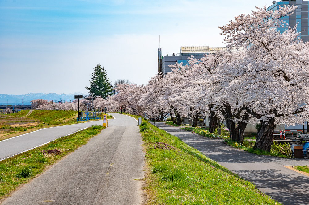 最上川堤防千本桜（長井市）最上川両岸にソメイヨシノが300本