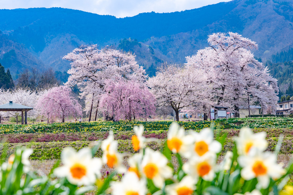 十二の桜（白鷹町）十二薬師堂の樹齢約400年の古株と桜群