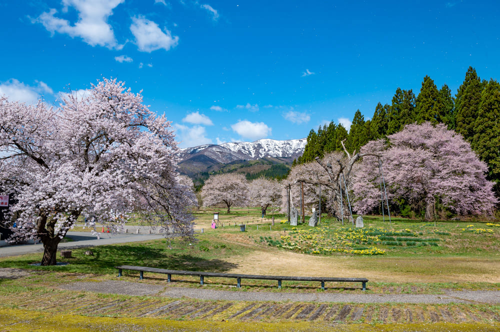 悠久の古典桜を巡る「置賜さくら回廊」