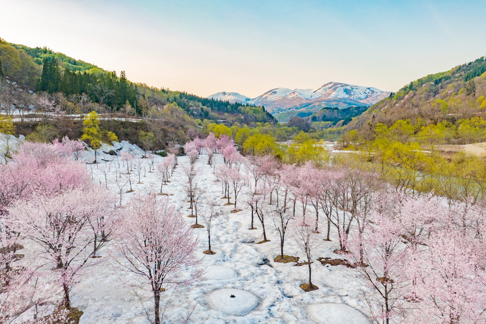 雪上に咲くオオヤマザクラの群生