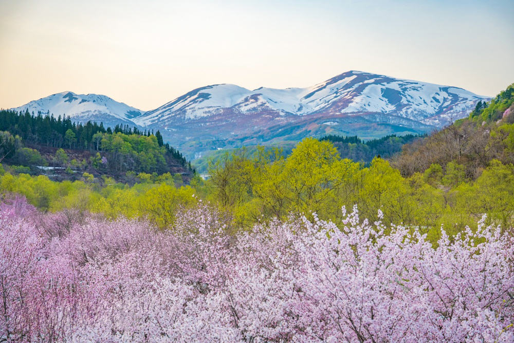 白銀の月山と新緑の山々と桜色のオオヤマザクラのコントラスト