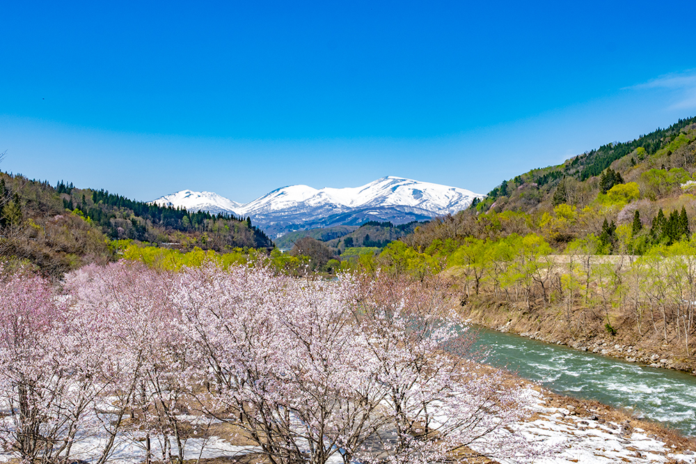 雪の少ない年には観ることができない雪上桜の絶景