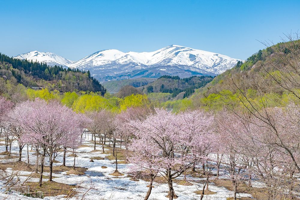 大井沢の寒河江川から望む「霊峰月山」