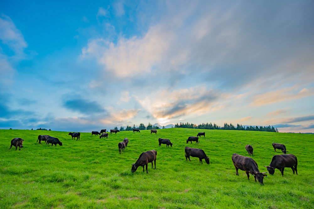 夕方に、のんびりと草を食む牛たち