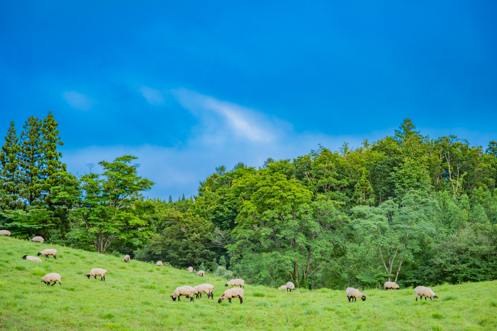 黒い顔の羊たちも放牧されてました