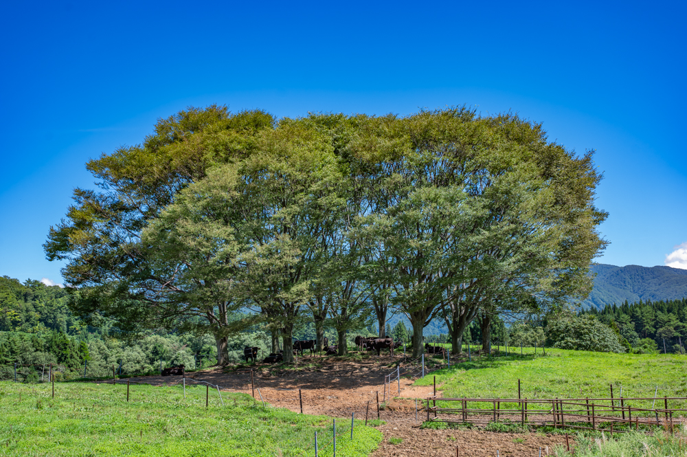 木陰で休む牛たち