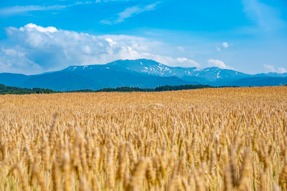 月山を背景に黄金に輝く小麦畑
