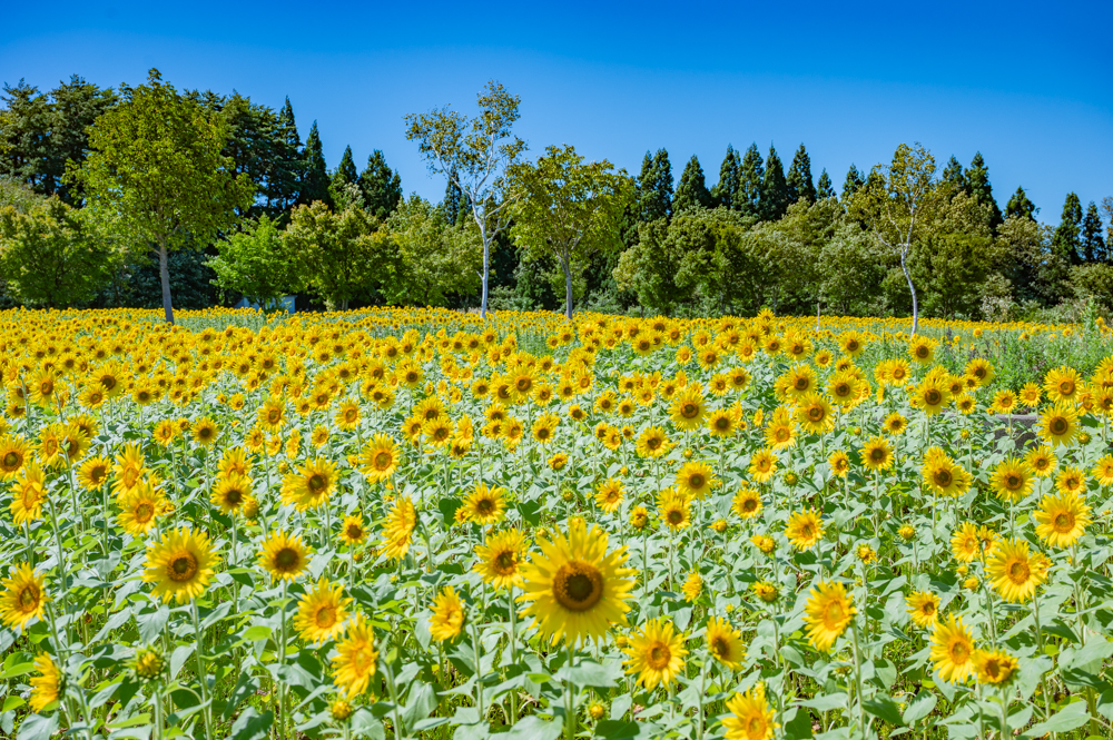 月山高原ハーモニーパークの「ひまわり畑」