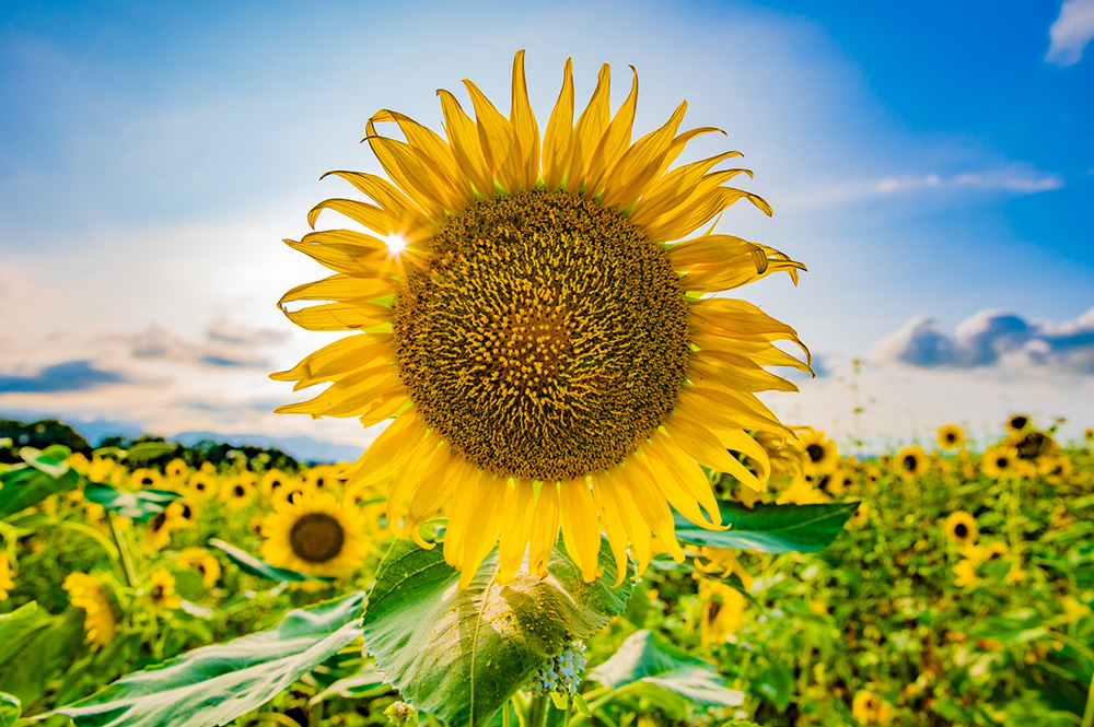 ひまわりは、お盆明けに見頃を迎えます