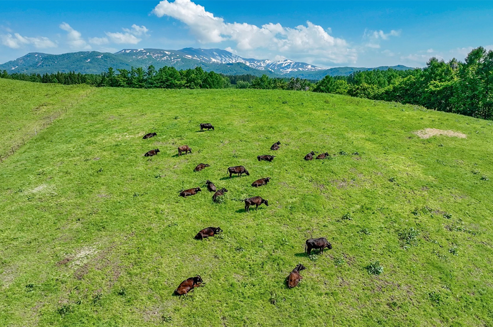 月山に抱かれる大草原「月山高原牧場」