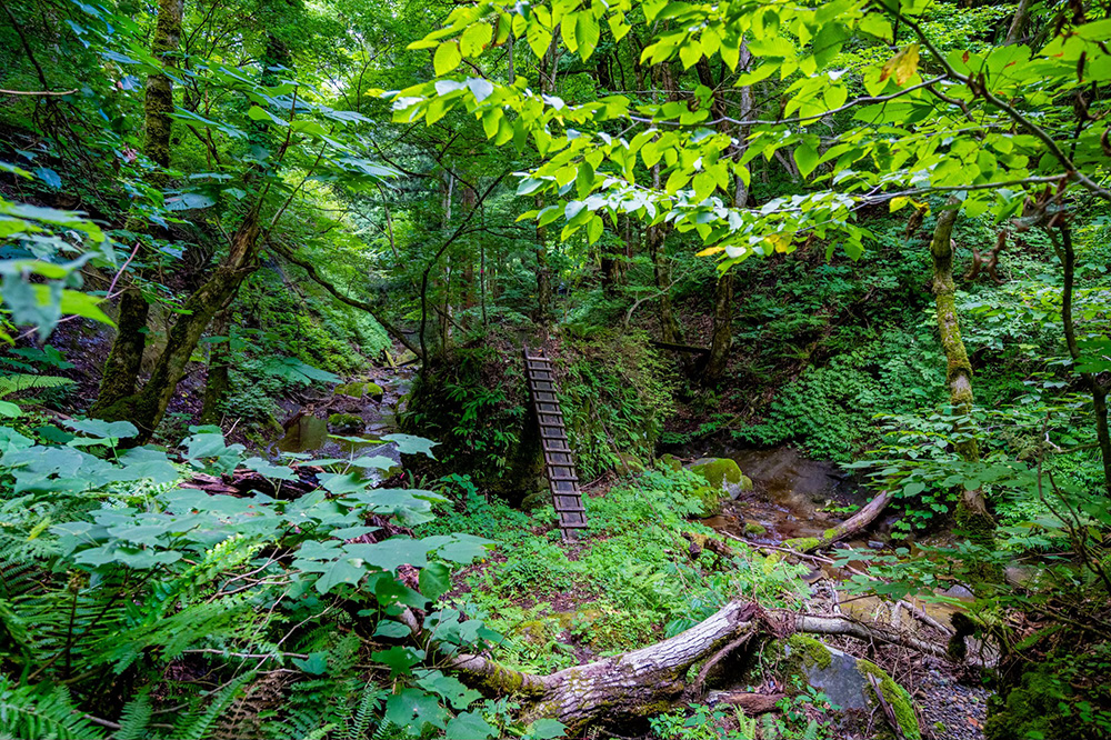 深緑の峡谷に入るとすぐに木橋や梯子が現れる