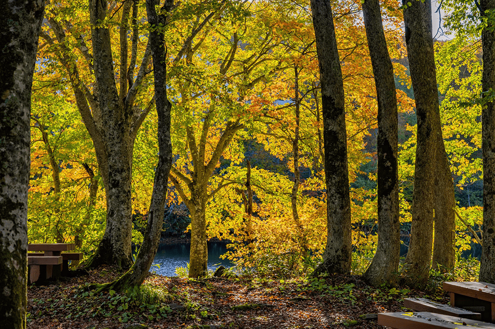 紅葉の時期は多くの観光客で賑わう